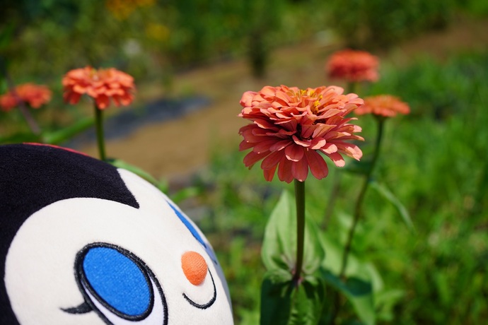ホッチ7月の写真