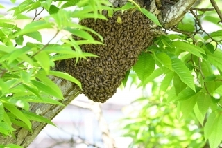 ミツバチの分蜂