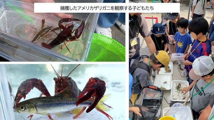 捕獲したアメリカザリガニを観察する子どもたち