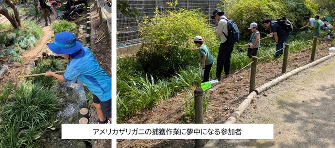 夢中になって捕獲作業をする参加者たち