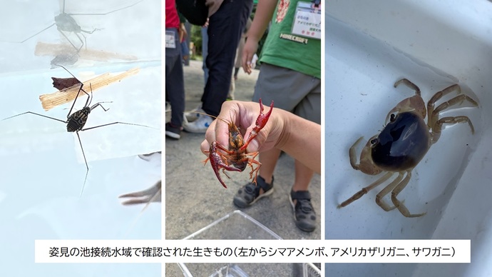 姿見の池接続水域で確認された生きもの（左からシマアメンボ、アメリカザリガニ、サワガニ）