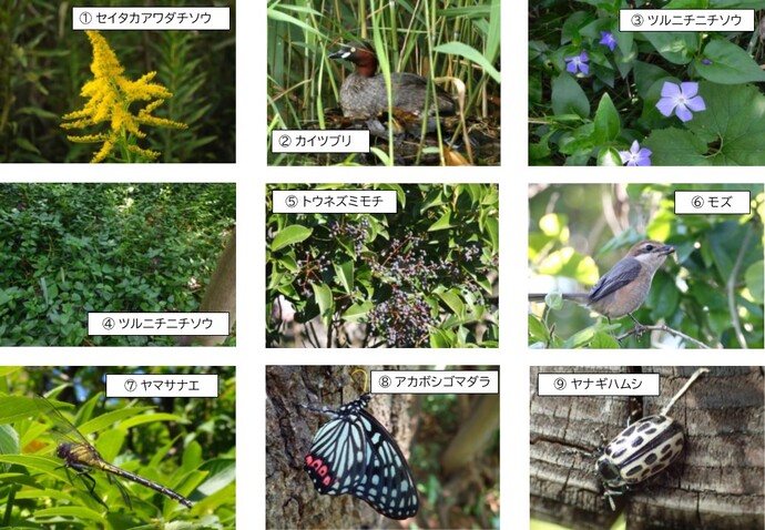 1セイタカアワダチソウ　2カイツブリ　3と4ツルニチニチソウ　5トウネズミモチ　6モズ　7ヤマサナエ　8アカボシゴマダラ　9ヤナギハムシ