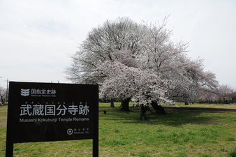 武蔵国分寺跡の画像