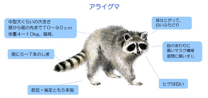 アライグマの特徴