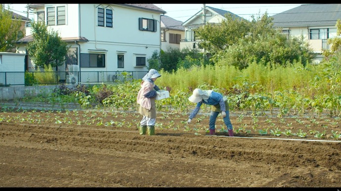 畑で農作業を行う女性2人
