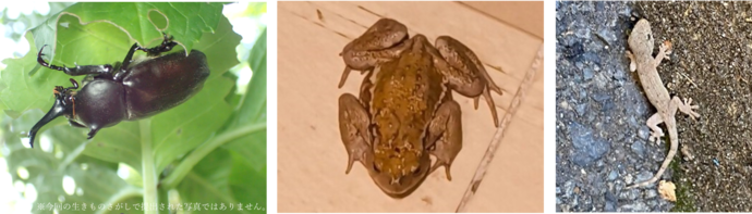 カブトムシ、ヒキガエル、ヤモリの画像