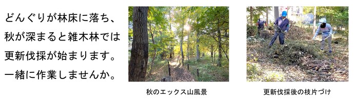 「どんぐりが林床に落ち、 秋が深まると雑木林では 更新伐採が始まります。 一緒に作業しませんか。」というコメントと秋のエックス山の写真と更新伐採後枝片づけの写真
