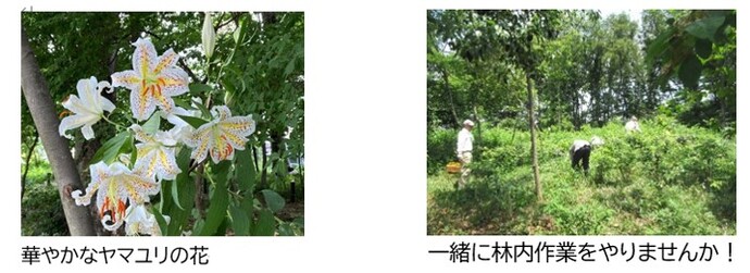 ヤマユリの写真と草刈りの写真